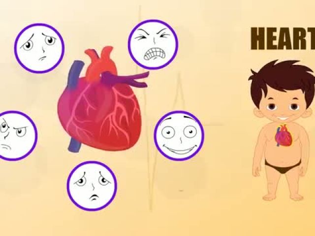 Heart Human Body Parts