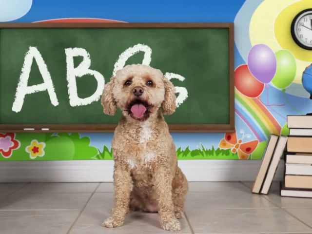 Learn the Alphabet with Lizzy the Dog