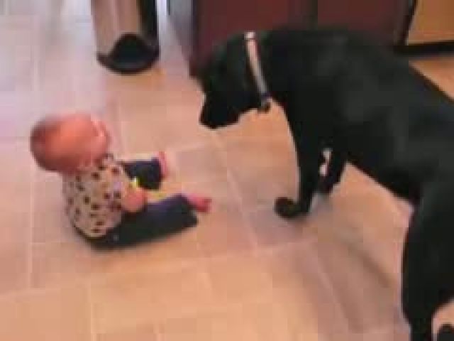 Funny Baby Video