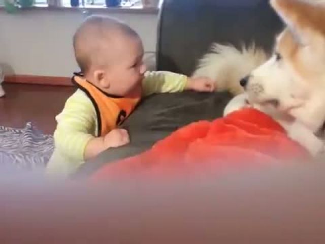 Funny Babies Talking to Dogs Part 1