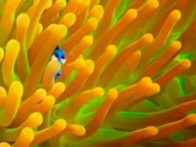 Brand New Exclusive Finding Dory Trailer