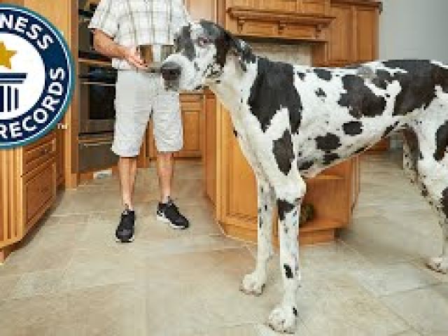 Tallest female dog