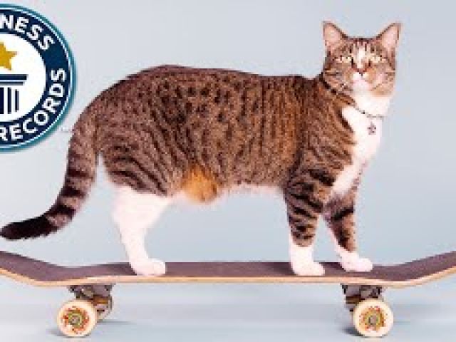 Most tricks by a cat in one minute