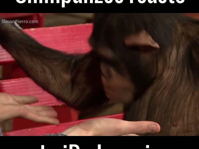 Chimpanzee's reaction is awesome!