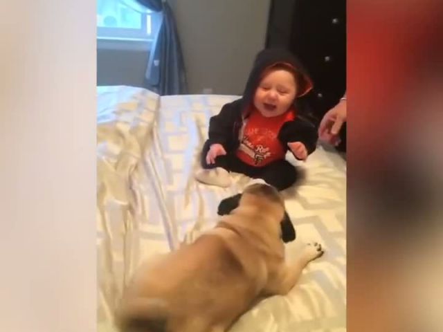 Funny Dogs + Cute Babies = Perfect!