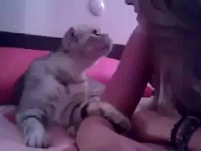 Cat wanna kiss