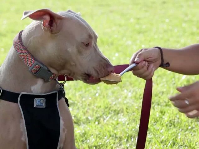 Watching These Dogs Eat Peanut Butter In Slow Motion Is Everything We've Ever Wanted