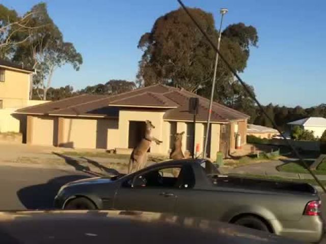 Wild Kangaroo street fight Aussie style