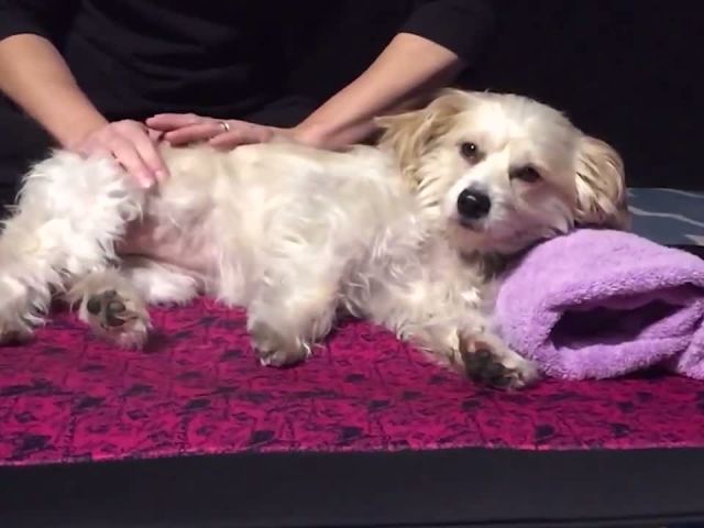 Dogs Get Massages For The First Time