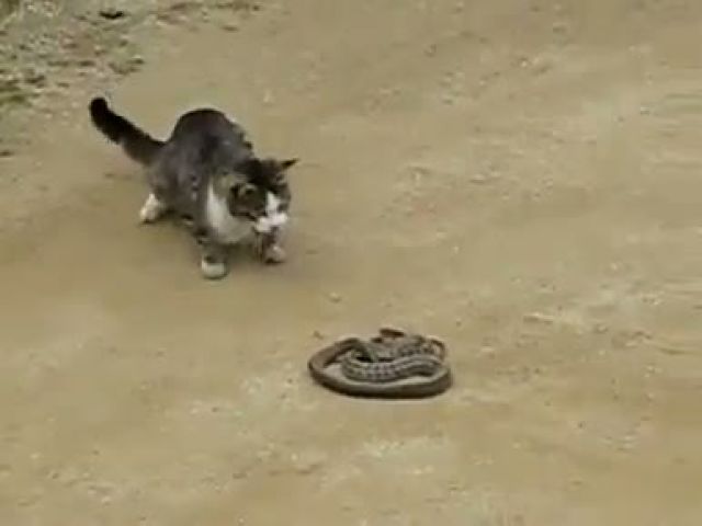 Cat vs Snake Fight