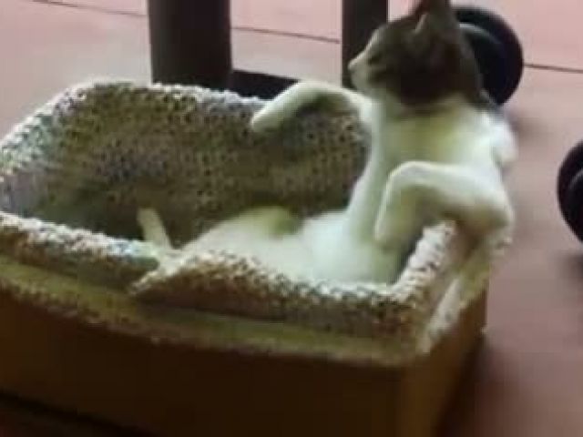Cat relaxing. This chill cat relaxes in a basket like it's a mini hot tub.