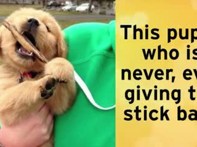 16 Golden Retriever Puppy Dorks Who Will Win You Over