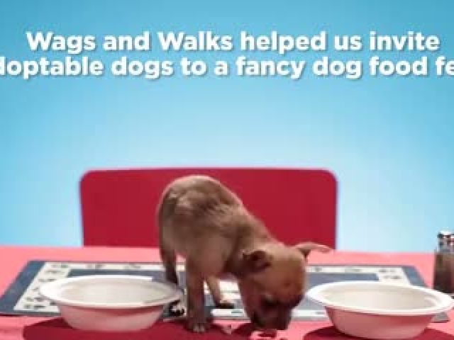 Adoptable Dogs Try Fancy Food