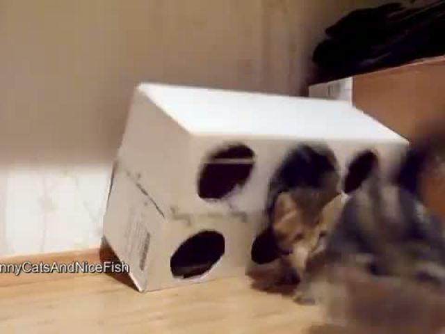 Funny Cats - Kittens and a Box ( homemade free toy )