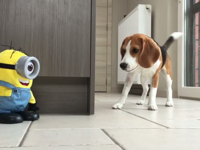 Funny Dogs VS The Minion!