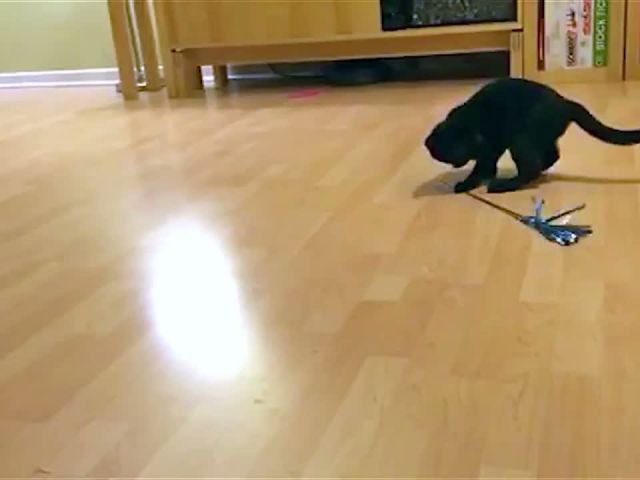 Cat Spinning With Toy