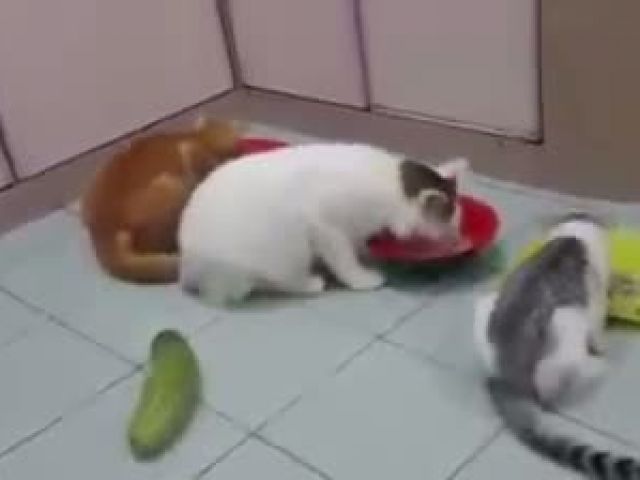 Funny Cat And Cucumber
