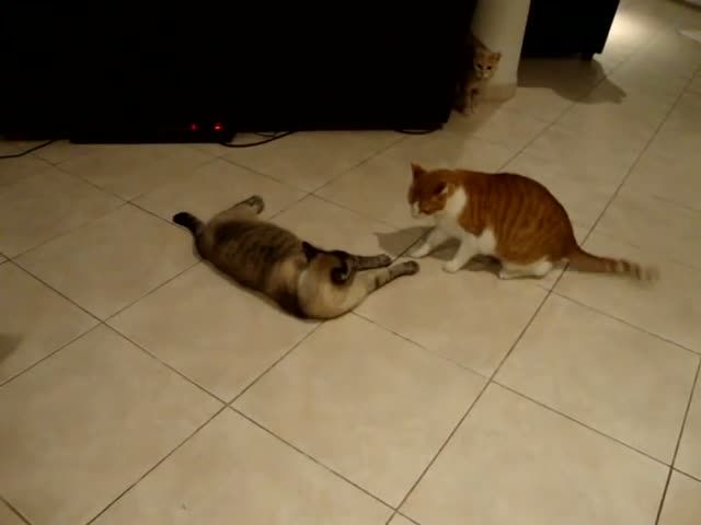 Cats arguing! the best cat video you'll ever see!!