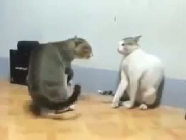 Major Cat Fight !