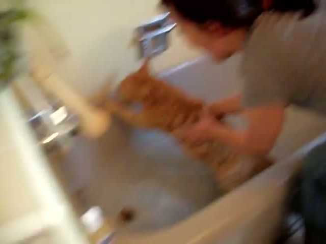 Official Video- Cat Bath freak out