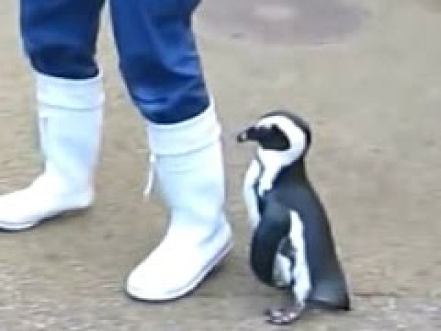 Penguins - A Cute And Funny Penguin Videos Compilation