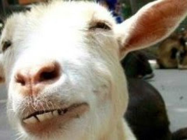 Funny Goats - A Funny Goat Videos Compilation