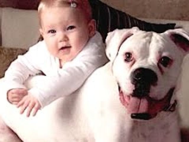 Funny Cats And Dogs Playing With Babies Compilation 2015