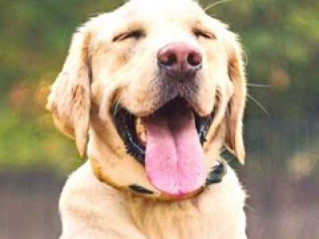 Labrador - A Funny Labradors Videos Compilation