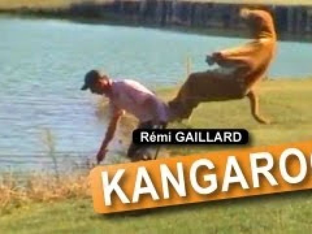Funny Kangaroo