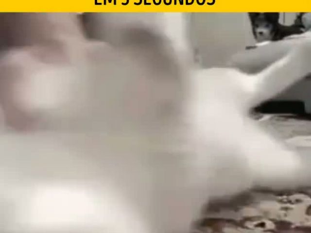 funny cats videos