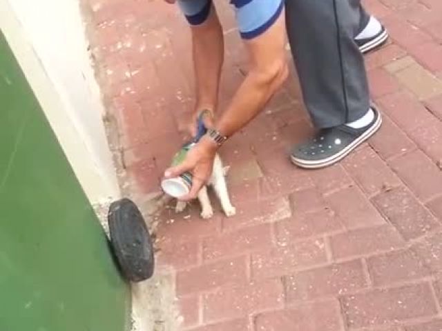 Rescuing A Cat Stuck In A Can
