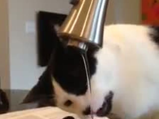 Cat Drink Water