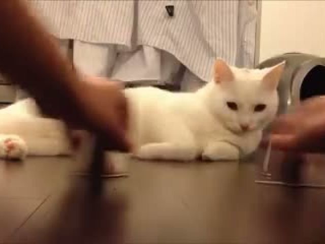 Super smart cat plays the shell game