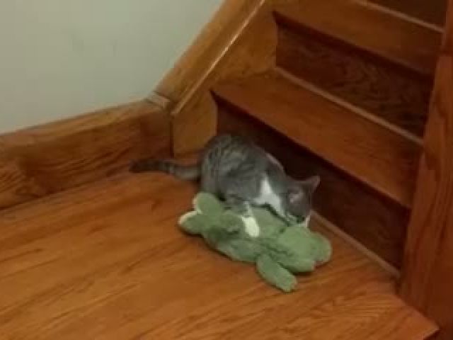 at wants to take his favorite crocodile toy upstairs