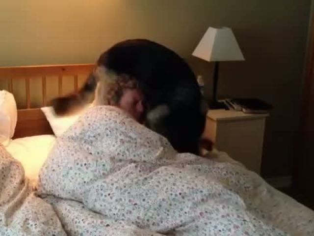 Cute Dogs Waking Up Owners