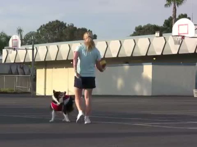 My dog plays better basketball than you!