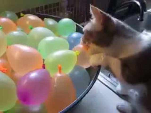 Funny Cat with Balloon