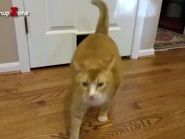 Fat Cat - A Funny Fat Cats vs Doors Compilation
