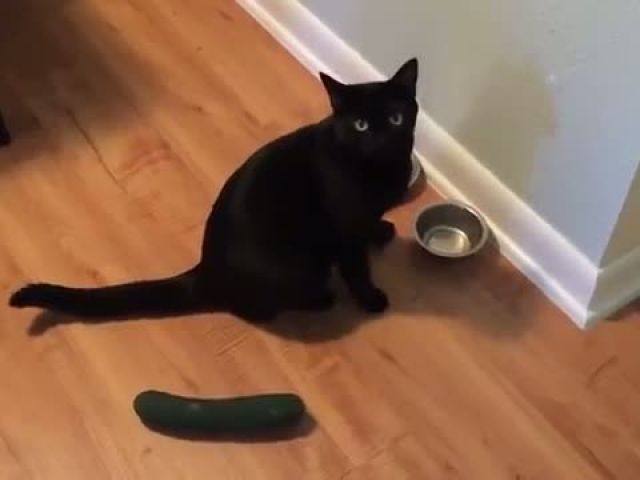 Cat and Cucumber Compilation