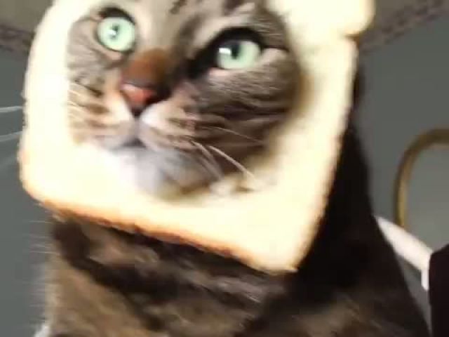 Funny Bread Cat Videos Compilation