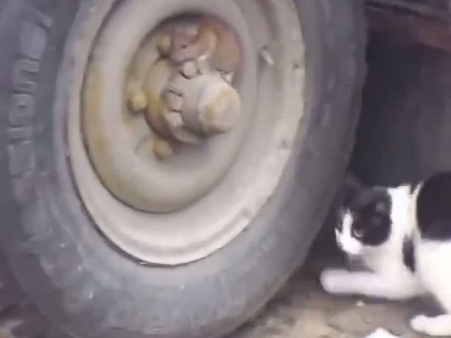 Real Life TOM AND JERRY