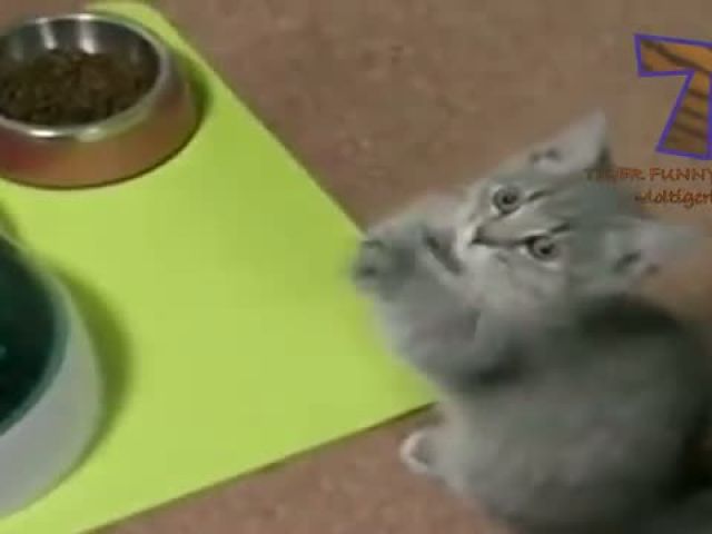 Funny cats and dogs begging for food