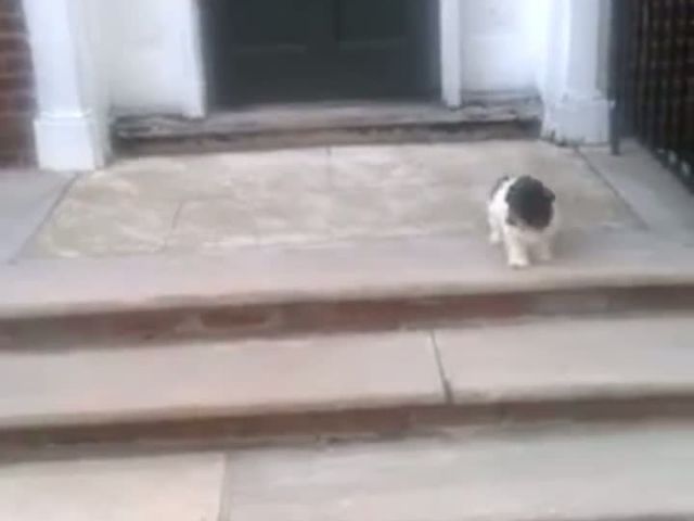 This puppy is afraid of the steps