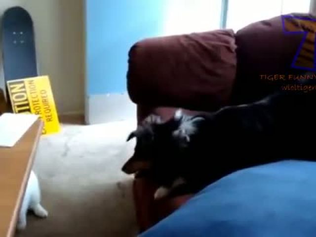Cats slapping and punching dogs
