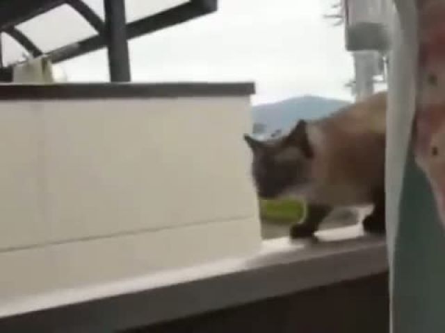 Funny Cat Jump Fail