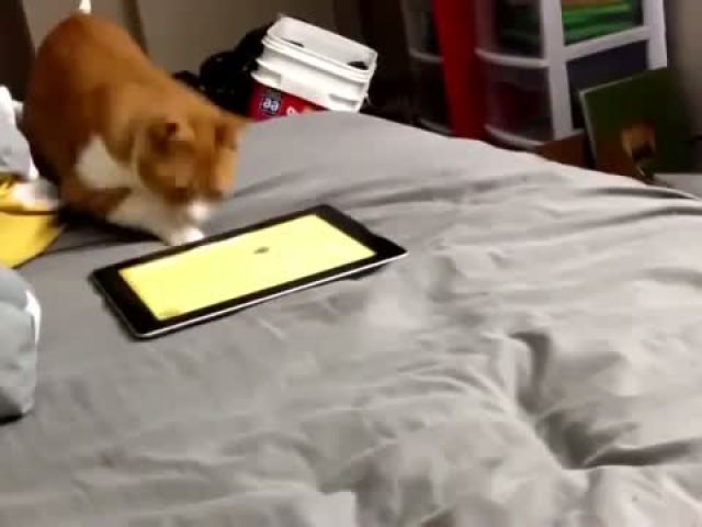 Funny Cats Playing On iPads Compilation