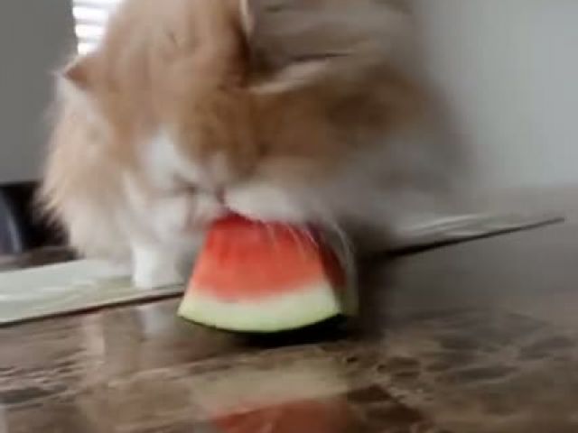 Cat Eat Watermelon