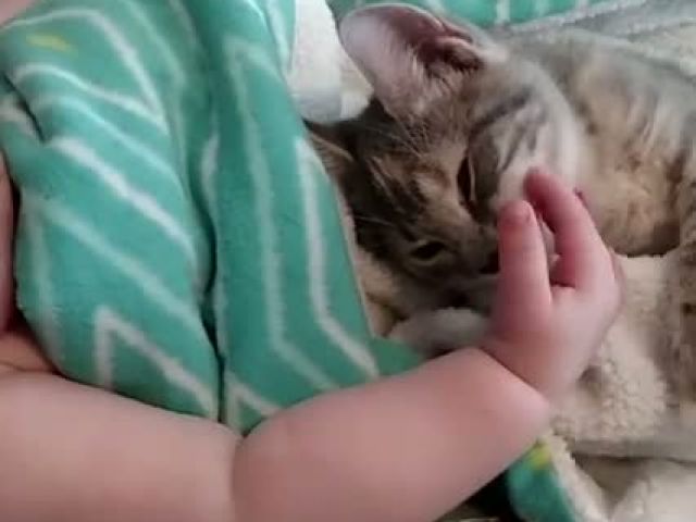 Funny Cat and Baby