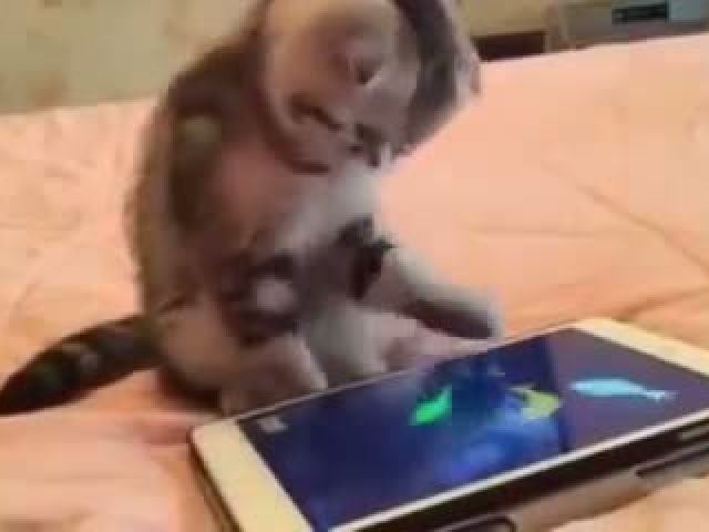 Cat Caught Fish On The Phone