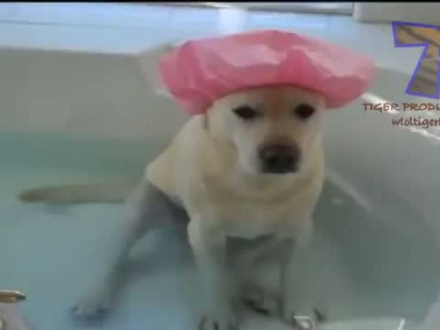 Animals really enjoy bathing